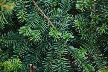 Fototapeta na wymiar Branches of Canada or Canadian yew (Taxus canadensis) 