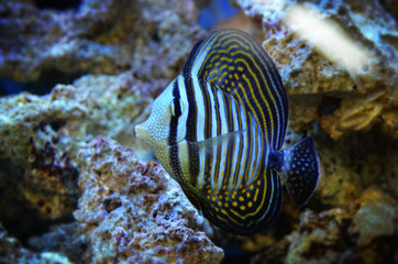 Fototapeta na wymiar Striped fish