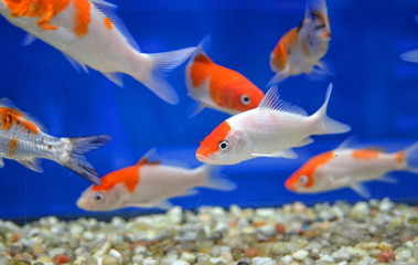 School of aquarium Goldfish