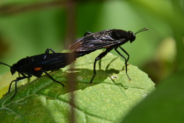 Love bugs