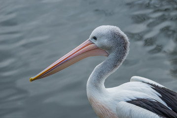 Beautiful black and white Australian pelican with red beak