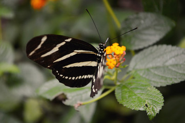 Black and white butterfly