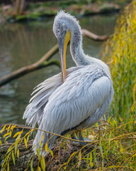 Behavior of beautiful dalmatian pelicans in the lake