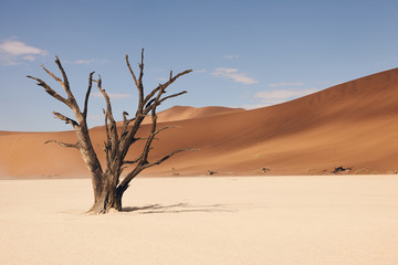 Fototapeta na wymiar namibian desert landscape, matte style.