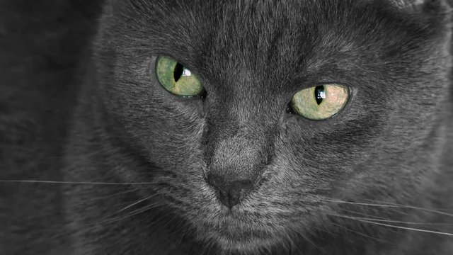 Portrait of black cat with green eyes, close up 