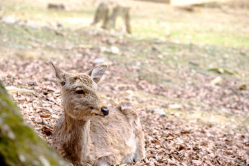 Deer sitting at Nara park during a sunny day with nature background