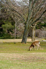 Naklejka na ściany i meble Deer eating grass at Nara park during a sunny day with nature background