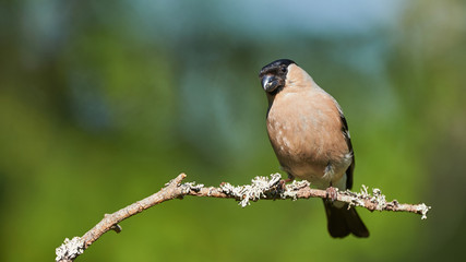 Female bullfinch (Pyrrhula pyrrhula) perched on a branch