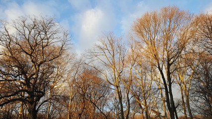 Autumn Sky