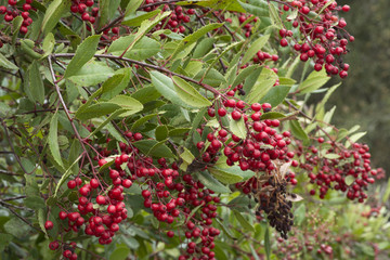 Ripe red bunches of fruit on wild toyon branches