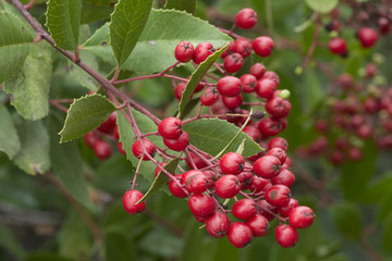 Closeup red bunch of fruit on wild toyon branches