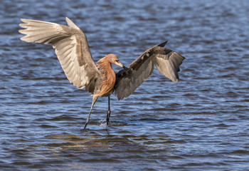 Reddish egret (Egretta rufescens) hunting in tidal marsh, Galveston, Texas, USA.
