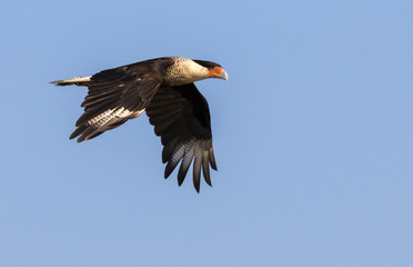 Northern crested caracara (Caracara plancus) flying, Galveston, Texas, USA.