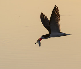 Black skimmer (Rynchops niger) flying with a caught fish, Galveston, Texas, USA.
