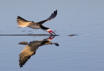 Black skimmer (Rynchops niger) hunting at sunrise in seashore, Galveston, Texas, USA. - obrazy, fototapety, plakaty