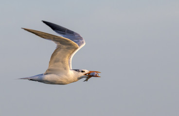 Royal tern (Thalasseus maximus) flying with a prey fish, Galveston, Texas, USA.