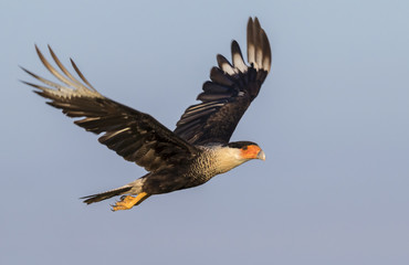 Northern crested caracara (Caracara plancus) flying, Galveston, Texas, USA.