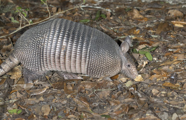 Nine-banded Armadillo (Dasypus novemcinctus), adult, foraging at night, Brazos Bend State Park, Needville, Texas, USA.
