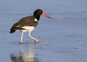 American oystercatcher (Haematopus palliatus) at the ocean coast, Galveston, Texas, USA.