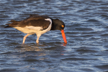 American oystercatcher (Haematopus palliatus) feeding in shallow water near the ocean coast,...