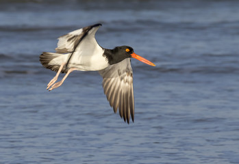 American oystercatcher (Haematopus palliatus) flying over the ocean, Galveston, Texas, USA.