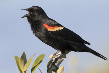 Male red-winged blackbird (Agelaius phoeniceus) singing, Galveston, Texas, USA.