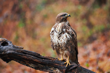 Buzzard perched on a branch