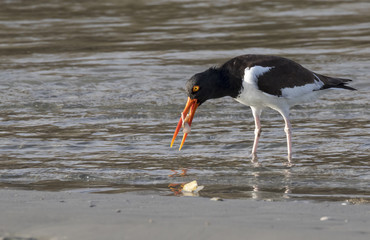 American oystercatcher (Haematopus palliatus) eating a mollusc at the ocean coast, Galveston, Texas, USA.