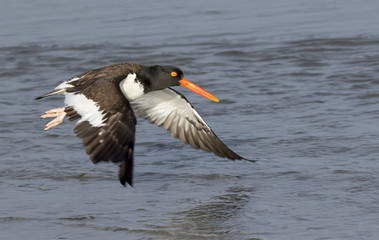 American oystercatcher (Haematopus palliatus) flying over the ocean, Galveston, Texas, USA.