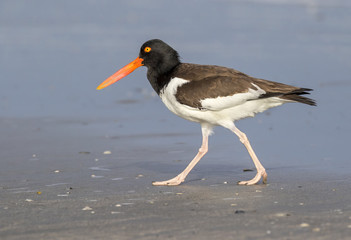 American oystercatcher (Haematopus palliatus) at the ocean coast, Galveston, Texas, USA.