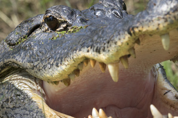 Obraz premium American alligator (Alligator mississippiensis) head close up with open mouth, Brazos Bend state park, Needville, Texas, USA.