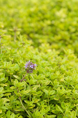 tiny thyme plant leaves and flowers covering ground in garden