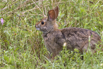 Naklejka na ściany i meble Swamp rabbit (Sylvilagus aquaticus) eating grass, Brazos Bend State Park, Needville, Texas, USA