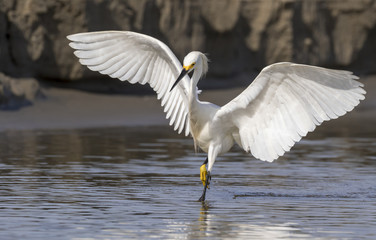 Snowy egret (Egretta thula) hunting in tidal marsh, Galveston, Texas, USA.