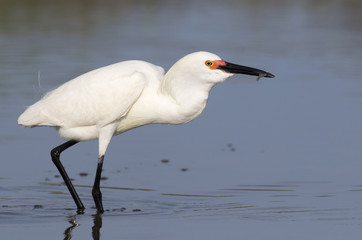 Snowy egret (Egretta thula) hunting in tidal marsh, Galveston, Texas, USA.