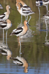 Obraz premium Flock of American avocets (Recurvirostra americana) resting in quiet shaloow water of tidal marsh, Galveston, Texas, USA.