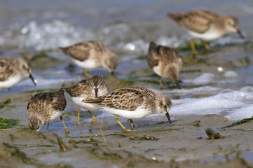 The least sandpipers (Calidris minutilla) feeding on the ocean coast, Galveston, Texas, USA