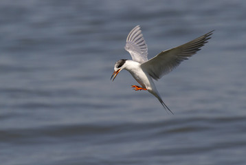 Forster's tern (Sterna forsteri) flying over the ocean, Galveston, Texas, USA.