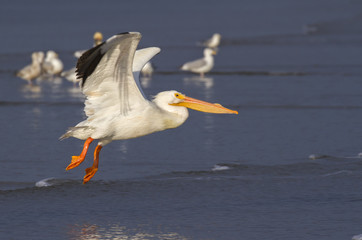 Fototapeta na wymiar American white pelican (Pelecanus erythrorhynchos) taking off the ocean coast at early morning, Galveston, Texas, USA.