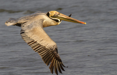 Brown pelican (Pelecanus occidentalis) flying over the ocean at early morning, Gallveston, Texas, USA.