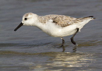 Sanderling (Calidris alba) in winter plumage near the ocean coast. Galveston, Texas, USA.