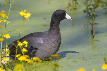 American coot (Fulica americana) in a swamp with yellow flowers, Brazos Bend State Park, Needville, Texas, USA
