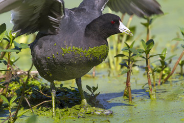 American coot (Fulica americana) in a swamp covered by duckweed, Brazos Bend state park, Needville, Texas, USA