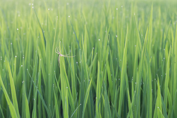 Spider on green leaf of rice plant and dew on leaf in evening.