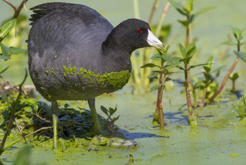 American coot (Fulica americana) in a swamp covered by duckweed, Brazos Bend state park, Needville, Texas, USA