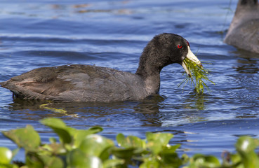 American coot (Fulica americana) eating water weeds in a swamp, Brazos Bend state park, Needville, Texas, USA
