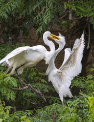 Great egret (Ardea alba) feeding a young at rookery, High Island, Texas, USA