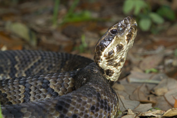 Cottonmouth or Water Moccasin (Agkistrodon piscivorus) portrait, Galveston, Texas, USA.