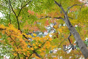 カラフルな楓の紅葉