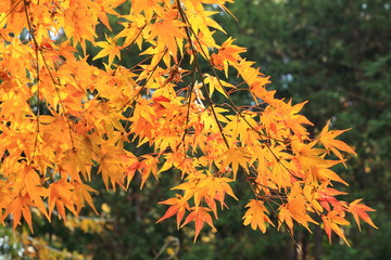 Autumn in Kyoto, Japan